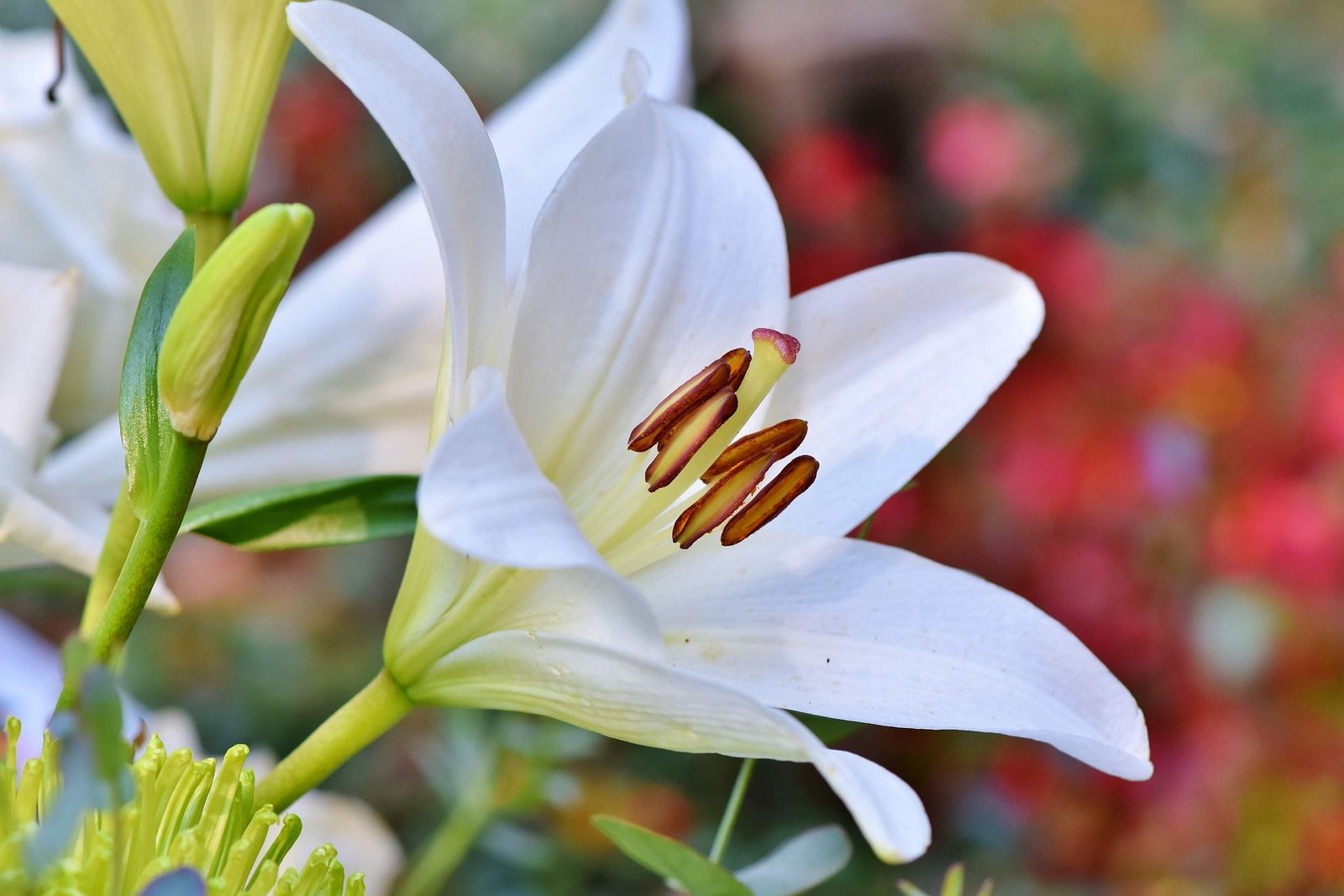 What Do Lilies Symbolize? Red Millennial