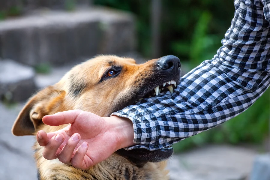 Where To Get A Reliable Attorney In Denver To Help With A Dog Bite Case